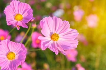 Obraz premium closeup cosmos flowers
