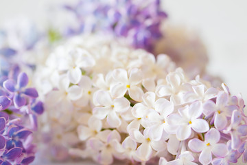 nice lilac