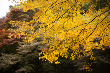 fall leaves in kyoto