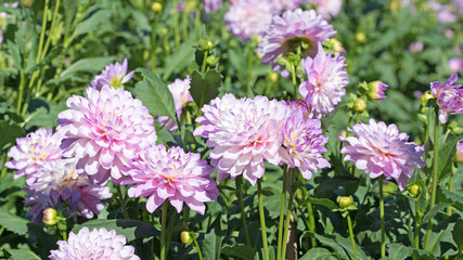 Dahlien, Dahlias