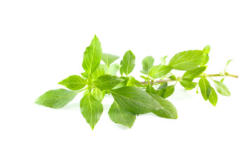 Green fresh sweet basil leafs isolated on white background