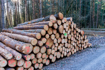Holzpolter am Grenzsteinwanderweg in der Nähe von Hummelshain i