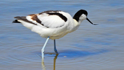 Pied Avocet (Recurvirostra avosetta)