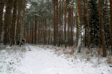 Sosnowy las zimą. © boguslavus