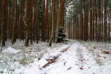 Sosnowy las zimą. © boguslavus