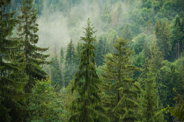Plakaty  lasy iglaste w górach we mgle