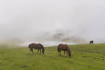 Wild horses in Lakes of Covadonga (Asturias, Spain).