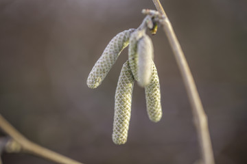 Längliche Knospen an einem Zweig