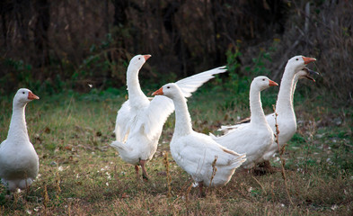 flock of geese grazing on the grass in the autumn