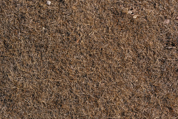 Fototapeta na wymiar Dry grass on the ground.