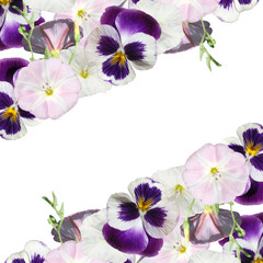 Obraz na płótnie Canvas Beautiful floral background bindweed and pansies 