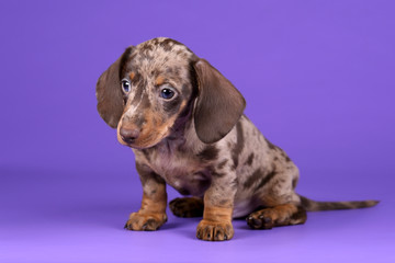 Little Dachshund puppy on a purple background