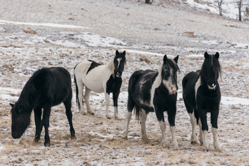 Horses in the snow-covered steppe.