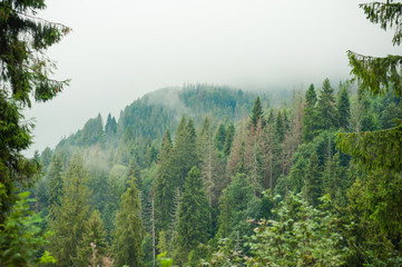 coniferous forests in the mountains in the fog