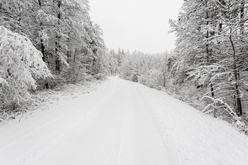 Snow covered trees on snow covered landscape