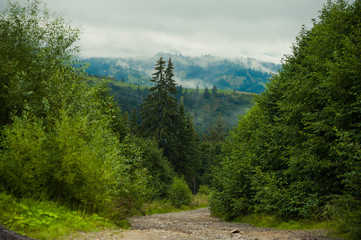 Fototapeta premium coniferous forests in the mountains in the fog