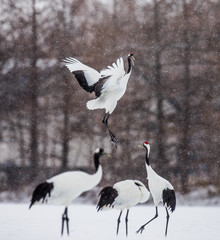 Obraz premium Dancing Japanese Crane in the snow. Japan. Hokkaido. Tsurui. An excellent illustration.