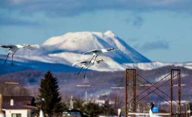 Fototapeta na wymiar Group of Japanese cranes in flight. Japan. Hokkaido. Tsurui. An excellent illustration.