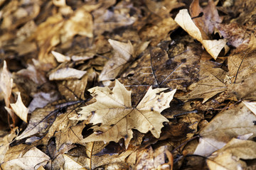 Autumn Leaves street