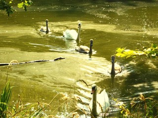 Rodzina łabędzi © Jan Chmielnicki
