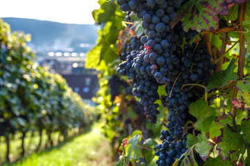Die Weintraube hängend auf der Weinrebe gegen die Sonne.