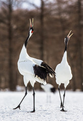Two Japanese Cranes are walking on the snow. Japan. Hokkaido. Tsurui.  An excellent illustration.
