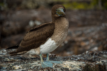 Blue Footed Booby