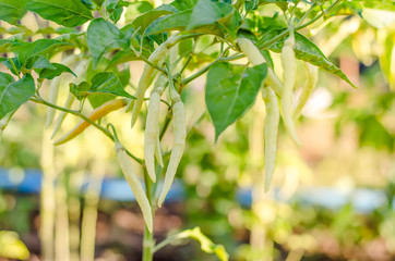 Green peppers on a tree