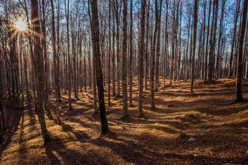 Obraz premium Cansiglio, Veneto, Italy; 2016 - 12 30: sunset and shadows in the beeches wood