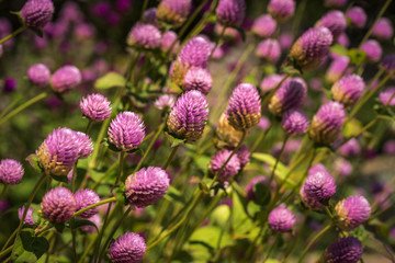 Flower in the Sunken Garden at San Gabriel Park