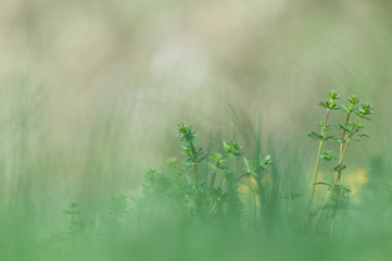 bedstraw on a soft green background