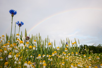 rainbow over a field with cornflowers, wheat and camomile