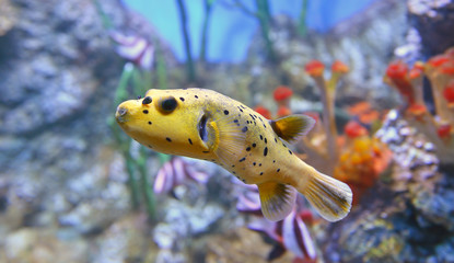 Arothron meleagris, commonly known as golden puffer, is pufferfish from Indo-Pacific, and Eastern...