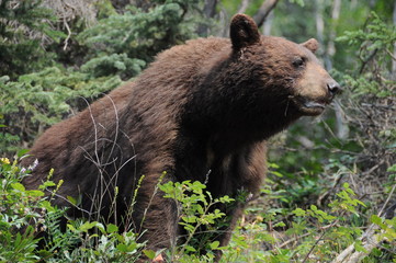 Fototapeta premium alter Bär 