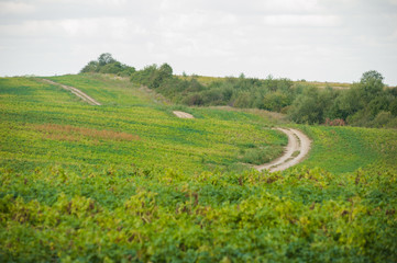 Fototapeta premium Road through the field