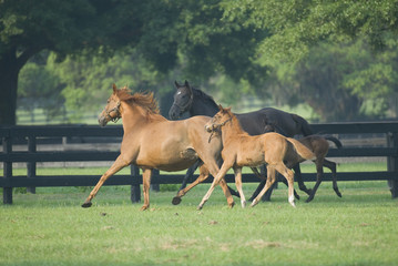 Beautiful horse mare and foal in green farm field pasture equine industry
