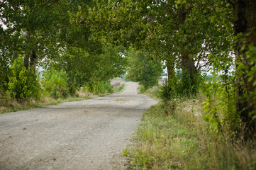Road through the field