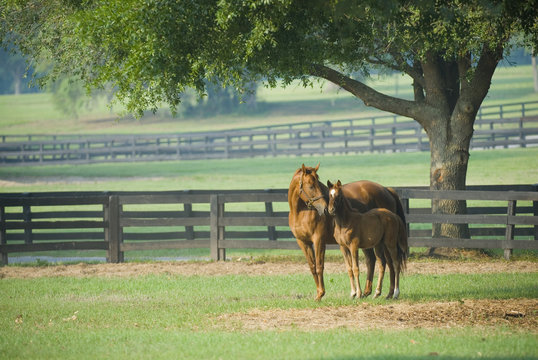 Fototapeta Beautiful horse mare and foal in green farm field pasture equine industry  