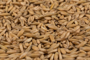 natural oat grains background, closeup