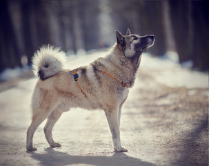 Dog for a walk in winter.