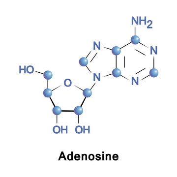 Adenosine is a purine nucleoside composed of a molecule of adenine attached to a ribose. It plays a role in biochemical processes, such as energy transfer as well as in signal transduction cAMP.