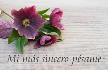 Mourning card / spanish Mourning card with purple hellebores and text: my heartfelts sympathy