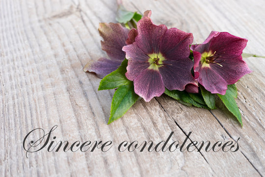 Sincere Condolences  / English Mourning Card With Purple Hellebores