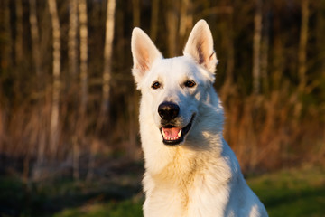 White Swiss shepherd dog