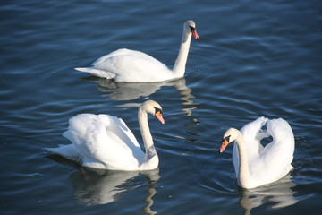 Swans on the river and the blue water - 133434563