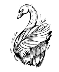 Fototapeta premium Swan