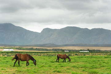 Young horses grazing in a field