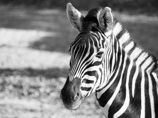 Fototapeta na wymiar Close-up portrait of Chapman's zebra, Equus quagga chapmanni, in black and white