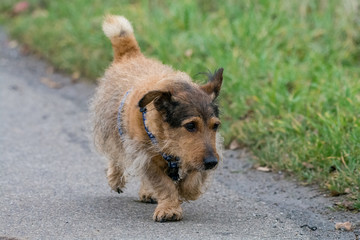 Dog walking and playing in the nature