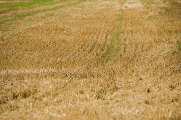 agricultural field after harvest in autumn.